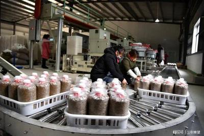 孟州化工镇 小“菌棒”撬动大产业，精准咨询助企业开拓广阔市场